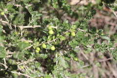 Porlieria microphylla (Porlieria microphylla)