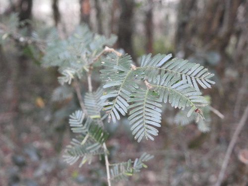 Porlieria microphylla (Porlieria microphylla)