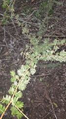 Porlieria microphylla (Porlieria microphylla)