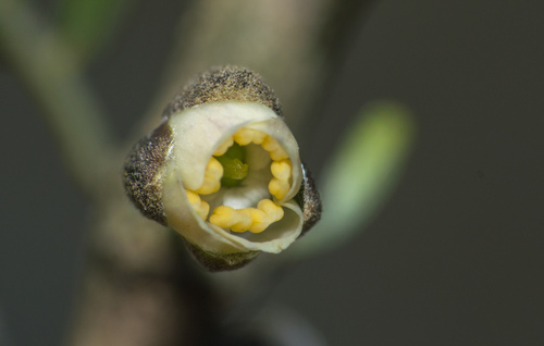 Porlieria microphylla (Porlieria microphylla)