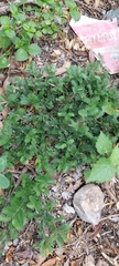 Porlieria microphylla (Porlieria microphylla)