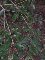 Porlieria microphylla (Porlieria microphylla)