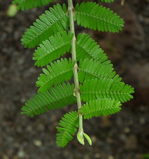Porlieria microphylla: Porlieria microphylla - Botanischer Garten Leipzig