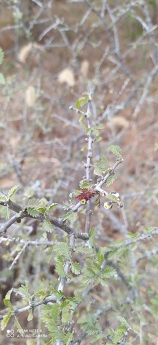 Porlieria microphylla (Porlieria microphylla)