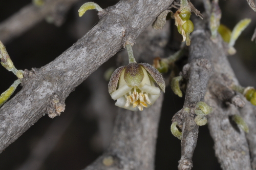 Porlieria microphylla (Porlieria microphylla)