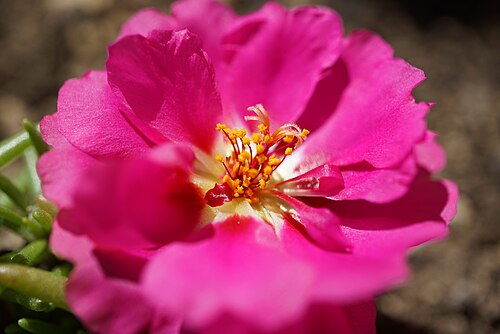 Rose moss: fleur de Portulaca grandiflora