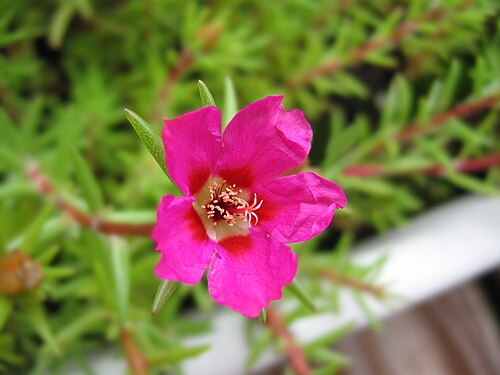 Rose moss: A flower of Portulaca Grandiflora