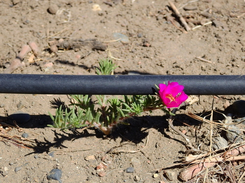 Rose moss (Portulaca grandiflora)