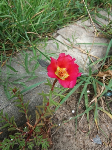 Rose moss (Portulaca grandiflora)