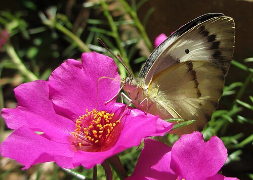 Rose moss: A member of the family Pieridae, feeding nectar on a flower of Portulaca grandiflora, with its long flexible proboscis