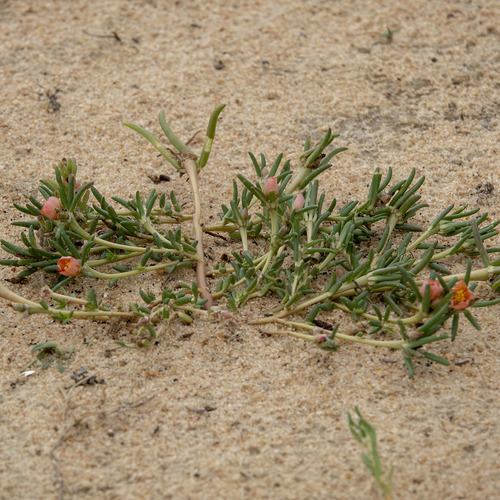 Rose moss (Portulaca grandiflora)