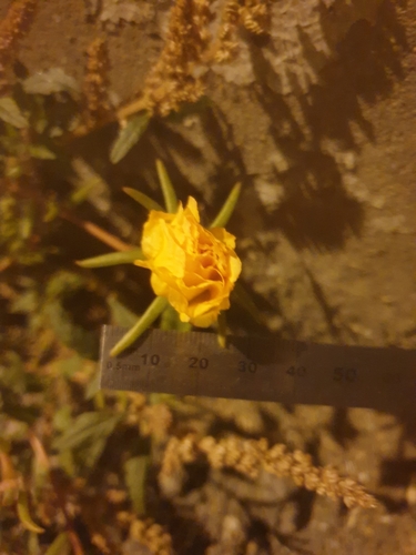 Rose moss (Portulaca grandiflora)