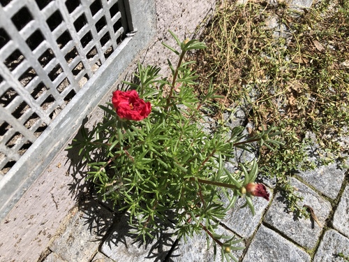 Rose moss (Portulaca grandiflora)