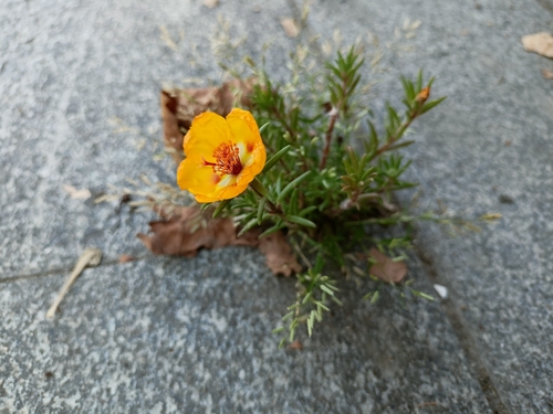 Rose moss (Portulaca grandiflora)