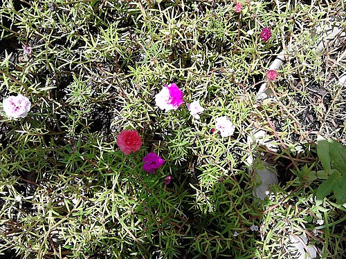 Rose moss: planta que tiene la particularidad de que hay flores de distintos colores en una sola.