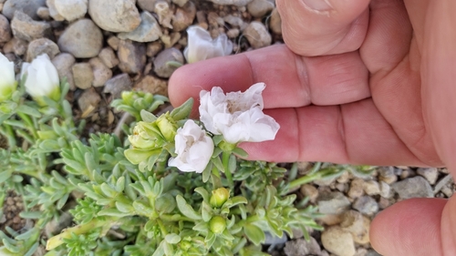 Rose moss (Portulaca grandiflora)