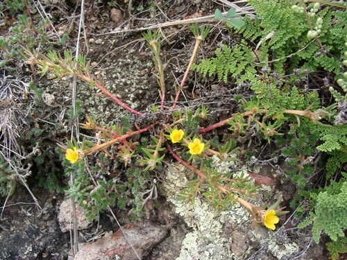 Portulaca mexicana (Portulaca mexicana)