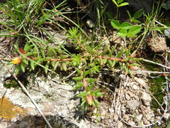 Portulaca mexicana (Portulaca mexicana)