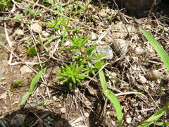 Portulaca mexicana (Portulaca mexicana)