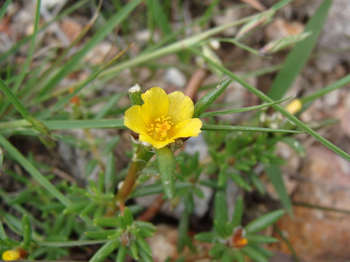 Portulaca mexicana (Portulaca mexicana)