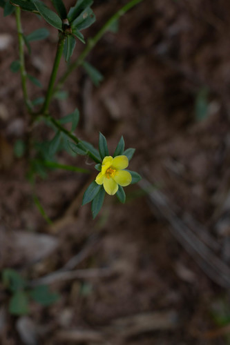 Portulaca mucronata (Portulaca mucronata)