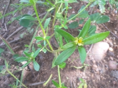 Portulaca mucronata (Portulaca mucronata)
