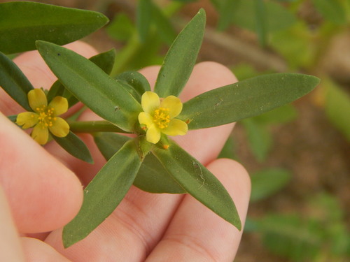 Portulaca mucronata (Portulaca mucronata)
