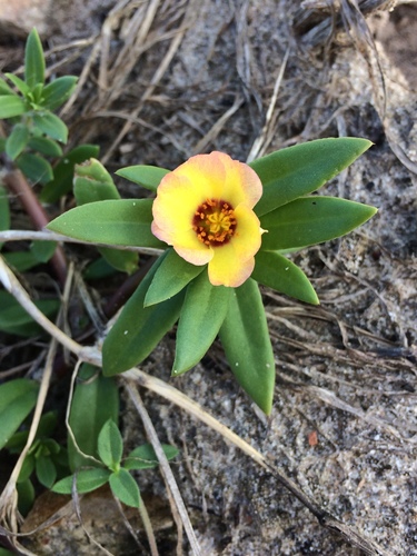 Portulaca mucronata (Portulaca mucronata)