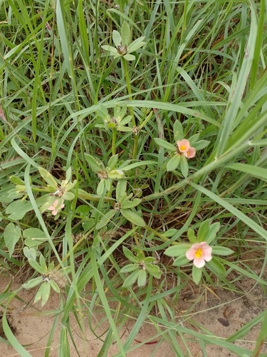 Portulaca mucronata (Portulaca mucronata)