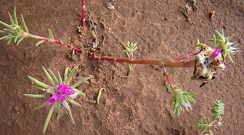 Portulaca mucronulata: Hairy with pointy leaves, from the dry lands of La Rioja, Argentina. In context at www.dixpix.ca/sth_cordillera/flora/purslane/index.html