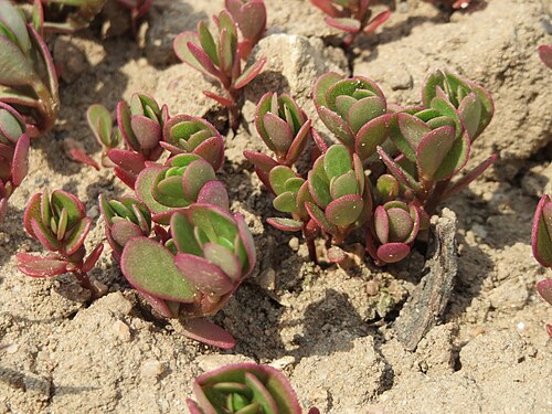 Common purslane: Portulak ( Portulaca oleracea ) bei Neulußheim