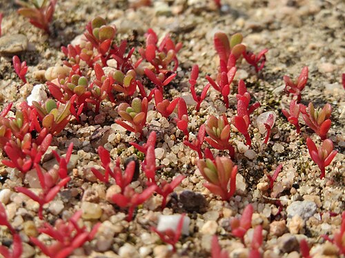 Common purslane: Portulak ( Portulaca oleracea ) auf einem Schuttplatz bei Neulußheim