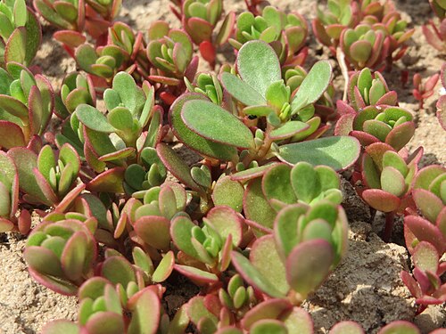 Common purslane: Portulak ( Portulaca oleracea ) bei Neulußheim