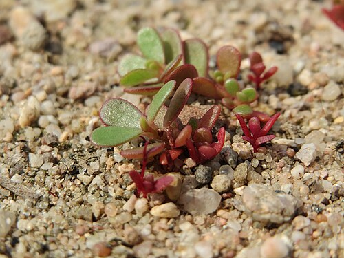 Common purslane: Portulak ( Portulaca oleracea ) auf einem Schuttplatz bei Neulußheim