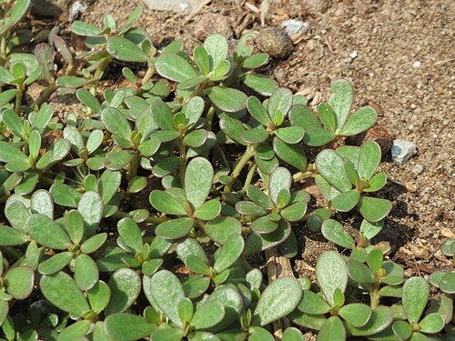 Common purslane: Portulak ( Portulaca oleracea ) im Naturschutzgebiet Gewann Frankreich-Wiesental