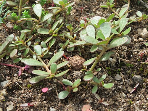 Common purslane: Portulak ( Portulaca oleracea ) im Naturschutzgebiet Gewann Frankreich-Wiesental