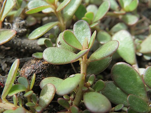 Common purslane: Portulak ( Portulaca oleracea ) im Naturschutzgebiet Gewann Frankreich-Wiesental
