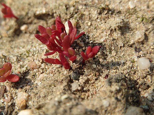 Common purslane: Portulak ( Portulaca oleracea ) auf einem Schuttplatz bei Neulußheim