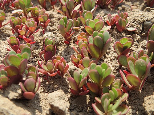 Common purslane: Portulak ( Portulaca oleracea ) bei Neulußheim