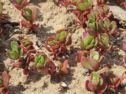 Common purslane: Portulak ( Portulaca oleracea ) bei Neulußheim
