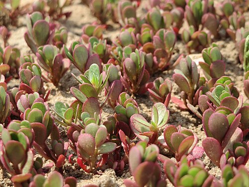 Common purslane: Portulak ( Portulaca oleracea ) bei Neulußheim