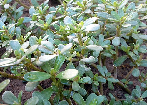Common purslane: Portulaca oleracea, an edible plant grown almost any where in the United States. Blooms yellow, small flowers.