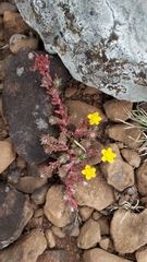Portulaca papulifera (Portulaca papulifera)
