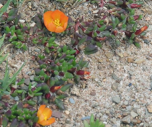 Portulaca perennis (Portulaca perennis)