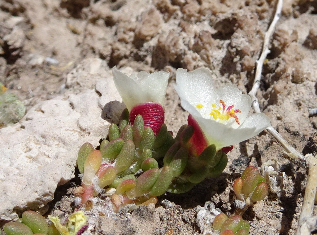 Portulaca perennis (Portulaca perennis)