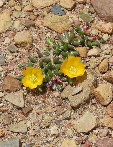 Portulaca perennis (Portulaca perennis)