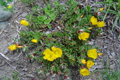 Portulaca perennis (Portulaca perennis)