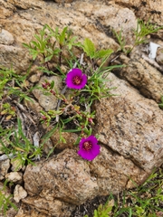 Portulaca perennis (Portulaca perennis)