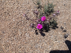 Portulaca perennis (Portulaca perennis)