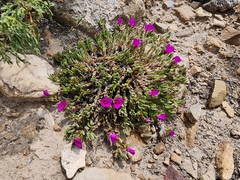 Portulaca perennis (Portulaca perennis)